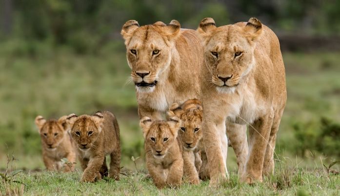 Masai Mara Safari